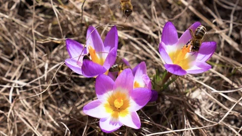 Bees collecting nectar on spring violet crocus flowers Stock Footage 88331322
