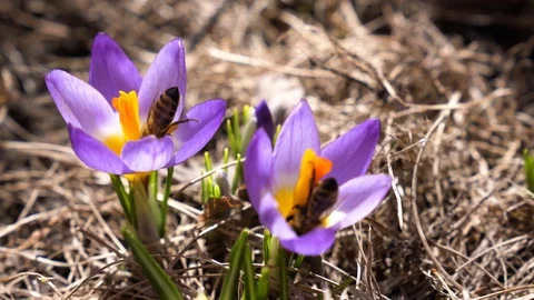 Bees collecting nectar on spring violet crocus flowers Stock Footage 88332315
