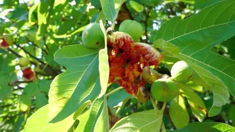 Bees collecting nectar syrup from a fig 2 HD Видео 161713694