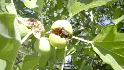 Bees collecting nectar syrup from a fig HD Видео 161713724