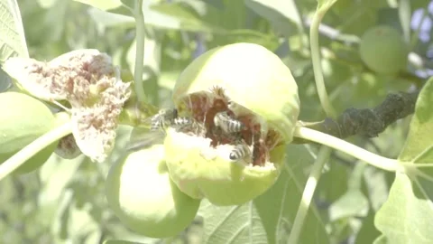 Bees collecting nectar syrup from a fig HD - Close up shot Видео 161713769