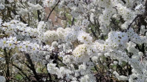 Bees collecting nectar on a white blooming blackthorn, 4K Stock Footage 152042546