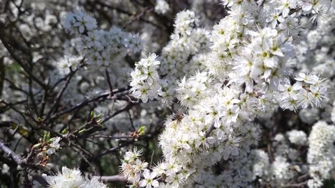 Bees collecting nectar on a white blooming blackthorn, 4K Stock Footage 152042967