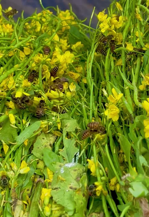 Bees Collecting Nectar on Yellow Flowers Bees are working hard on a sunny Stock Footage 305166154