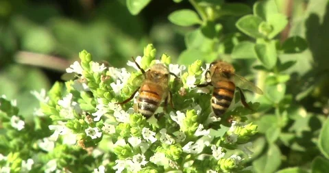 Bees collecting pollen  2 動画素材 88260701