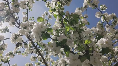 Bees collecting pollen among fresh flowering branches of a blooming apple tree Stock Footage 344810108