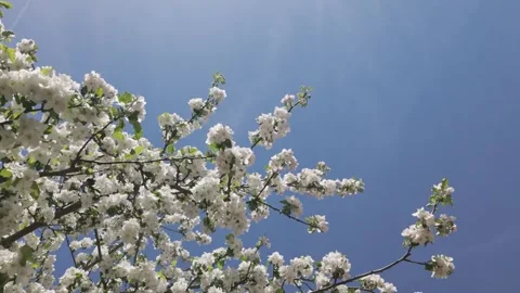 Bees collecting pollen among fresh flowering branches of a blooming apple tree Stock Footage 344810242