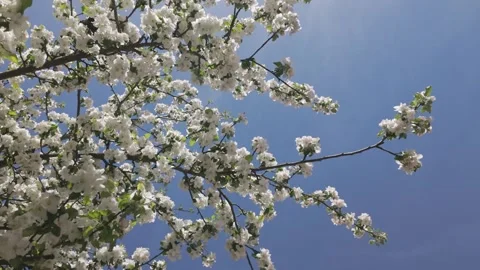 Bees collecting pollen among fresh flowering branches of a blooming apple tree Stock Footage 344810268