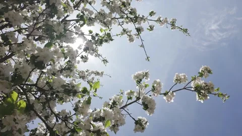 Bees collecting pollen among fresh flowering branches of a blooming apple tree Stock Footage 344810519