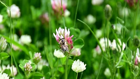 Bees collecting pollen from flowers Stock Footage 204099124
