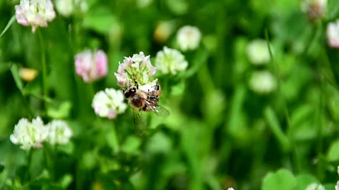 Bees collecting pollen from flowers Stock Footage 207525863