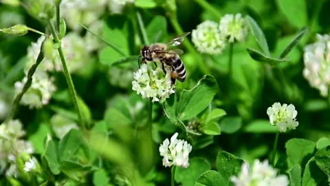 Bees collecting pollen from flowers Stock Footage 220340693