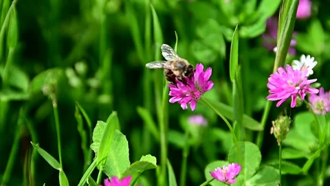 Bees collecting pollen from flowers Stock Footage 235928030