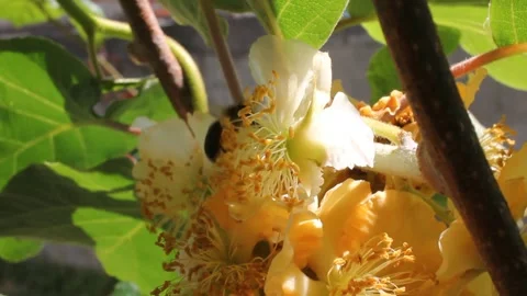 Bees collecting pollen on flowers Stock Footage 246241817