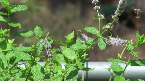 Bees collecting pollen from flowers of mint, bumble bee, garden, herbs Stock Footage 32273288