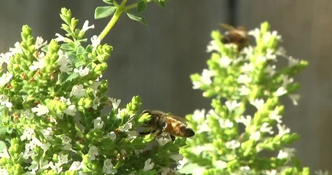 Bees collecting pollen 動画素材 88260726