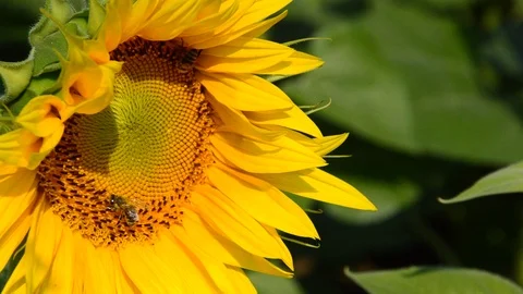 Bees collecting pollen Stock Footage 94327159