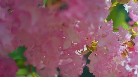 Bees Collecting Pollen Stock Footage 127483799