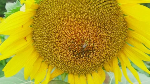 Bees collecting pollen Stock Footage 128710829