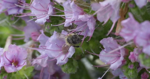Bees collecting Pollen Stock Footage 211704712