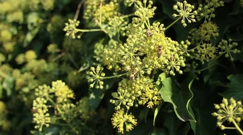 Bees Collecting Pollen Green Leafy Circles Fence Sunny Outdoors Stock-Footage 68398633