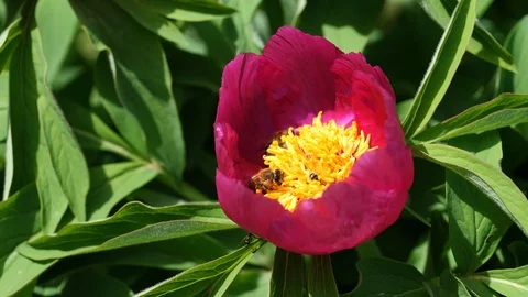 Bees collecting pollen from half closed Peony flower Paeonia Lactiflora, 4K Stock Footage 107004464
