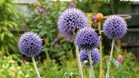 Bees collecting pollen from head Blue Thistle head plant Stock Footage 80281682