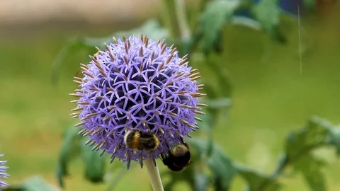 Bees collecting pollen from head Blue Thistle head plant Stock Footage 80281730