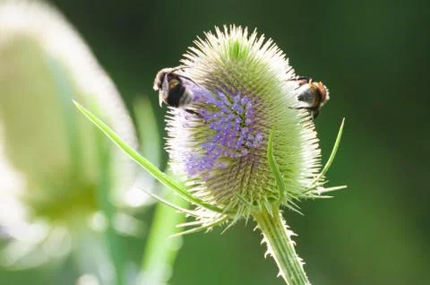 Bees collecting pollen Foto stock