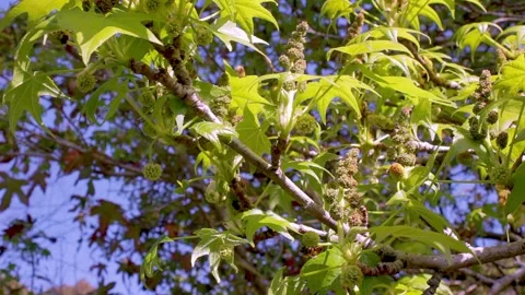 Bees collecting pollen from Plane tree blossoms Video stock 169062385