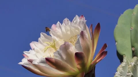Bees Collecting Pollen Pollinating a Cactus Flower Stock Footage 147422007