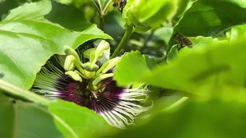 Bees collecting pollen in slow motion Stock Footage 194433398