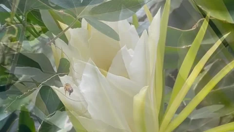 Bees collecting pollen from a white Dragon Fruit flower Stock Footage 149643145