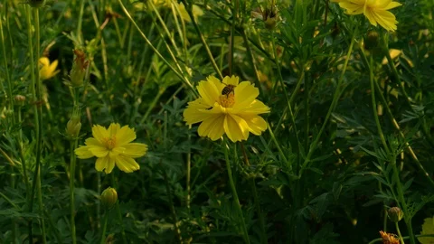 Bees collecting pollen on a yellow blooming flower Stock Footage