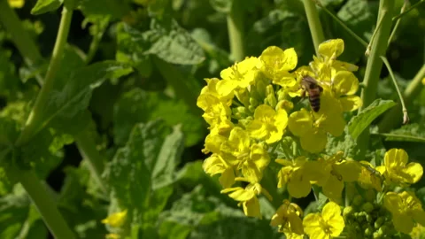 Bees collecting rape blossom pollen Video stock 139027005
