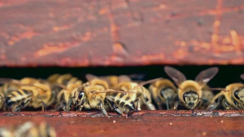 Bees collecting water after rainfall Stock Footage 230092561