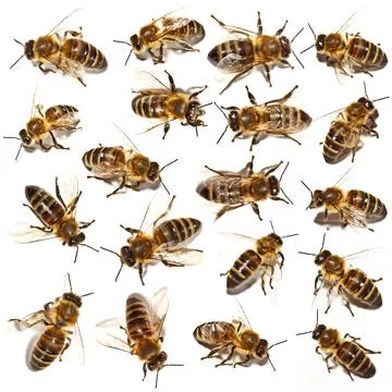 Bees collection Stock Photos