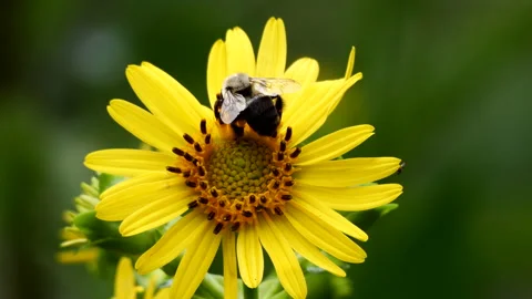 Bees collection pollen Vidéo 202284890
