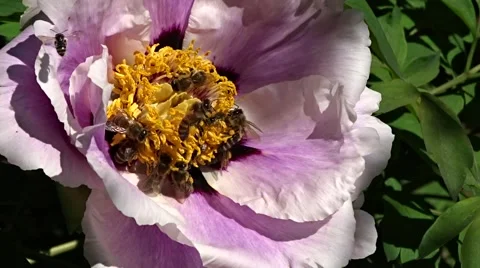 Bees collects nectar Stock Footage 62778174