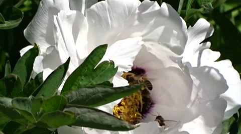 Bees collects nectar Stock Footage 62778456