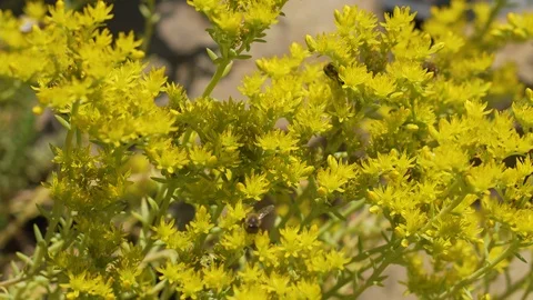 Bees collects nectar timelapse Stock Footage 94485353