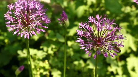 Bees Collects Pollen From Florets Video stock 38284776