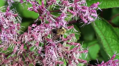 Bees collects pollen nectar Stock Footage 12746282