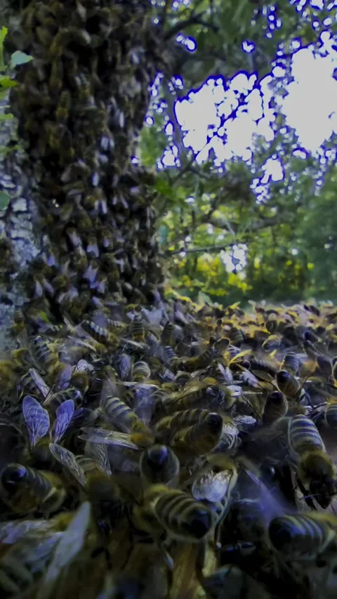 Bees Colonizing the Top of a Hive and Tree Branch - Real-Time Footage-Blackm Video stock 310276601