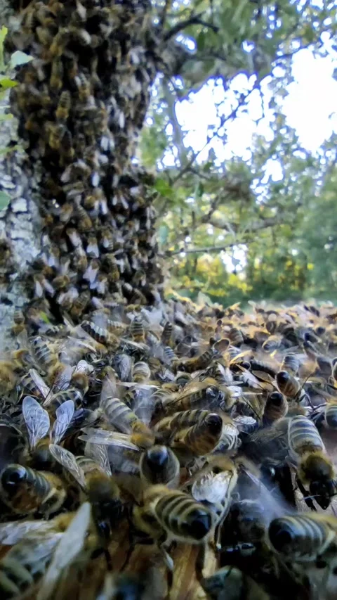 Bees Colonizing the Top of a Hive and Tree Branch - Real-Time Footage Video stock 310278327