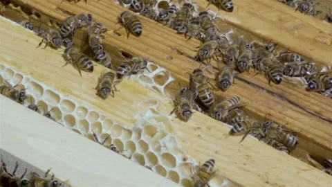 Bees colony crawling on the frame with honeycomb honey. Bees inside the hive 스톡 동영상 135580450