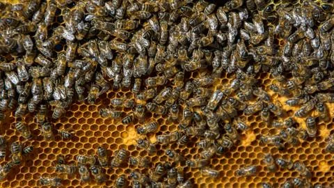 Bees in a comb producing honey, selective focus shot on bees Stock Photos
