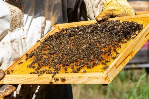 Bees in a comb producing honey, selective focus shot on bees Stock Photos