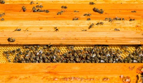 Bees in a comb producing honey, selective focus shot on bees Stock Photos