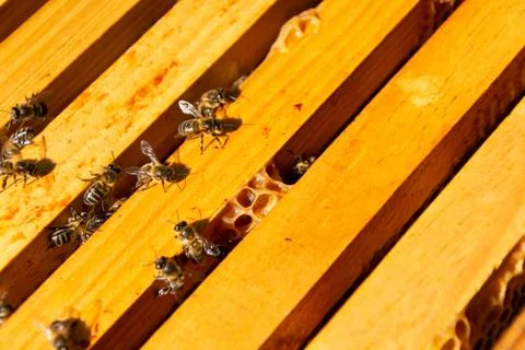 Bees in a comb producing honey, selective focus shot on bees Stock Photos